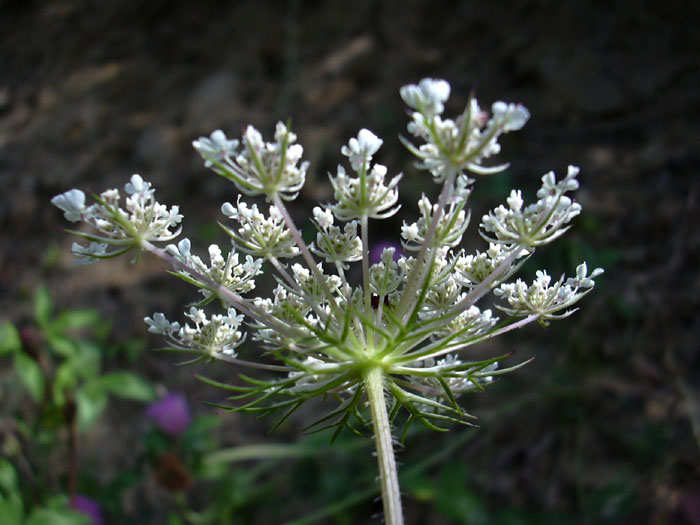 Bianco geometrico. Daucus carota